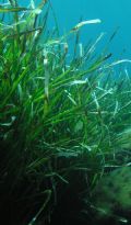 Posidonia oceanica